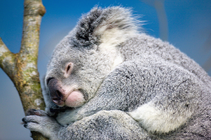 台北市立动物园