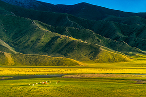 哈达门高原牧场
