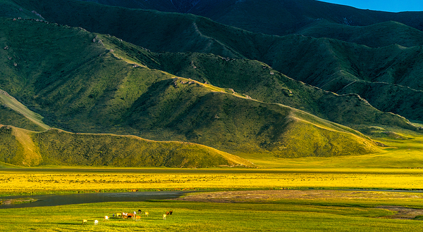 哈达门高原牧场