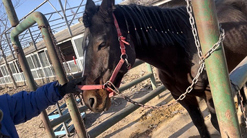 石家庄伯乐马术俱乐部