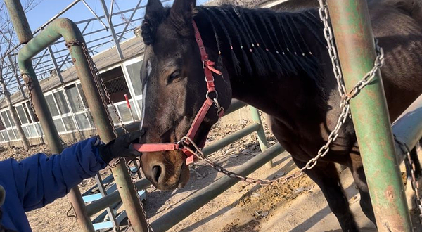 石家庄伯乐马术俱乐部