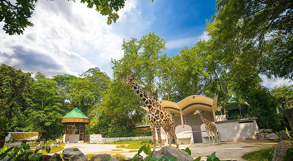 马来西亚国家动物园