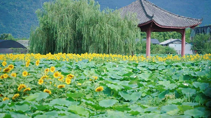 井田葵花园第 1 张图片