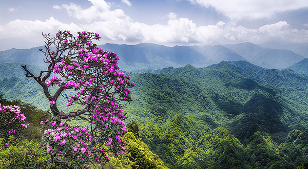 米仓山国家森林公园
