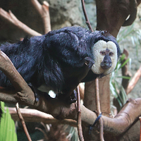 红山森林动物园