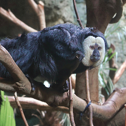 红山森林动物园