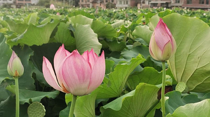 桂东县植物园第 1 张图片
