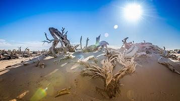 胡杨林景区枯树林