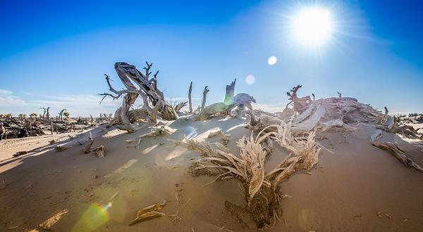 胡杨林景区枯树林
