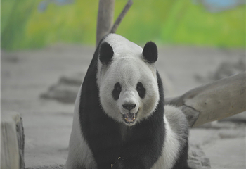 中国亚布力熊猫馆第 24 张图片