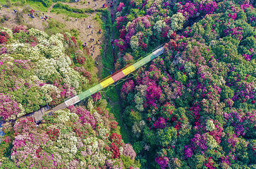 百里杜鹃风景区第 52 张图片