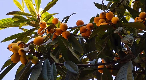 苏州枝繁叶茂果园