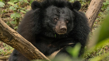亚洲月熊保护中心