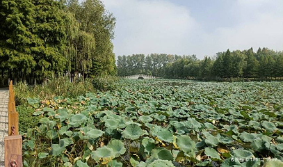 泗阳生态公园第 1 张图片