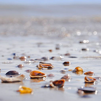 红树林渔家赶海