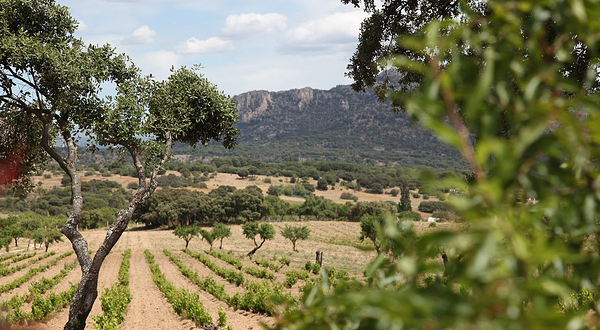 曼萨纳雷斯-埃尔雷亚尔城堡