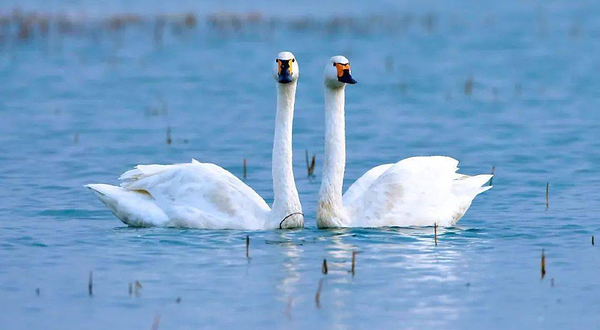 东湖观鸟体验区