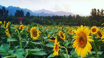 南佛湾·燕园农场