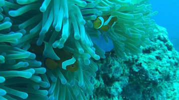 浅澳CLUB潜水俱乐部