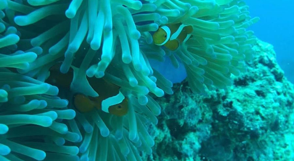 浅澳CLUB潜水俱乐部