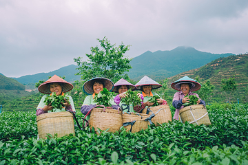大沙里·欢茶谷第 14 张图片