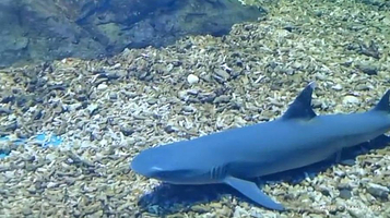 极地海洋馆(江南摩尔店)