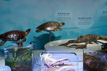 中国湿地博物馆第 13 张图片
