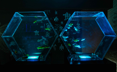 国潮金鱼博物馆第 18 张图片