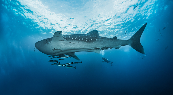 普吉岛安迪潜水体验