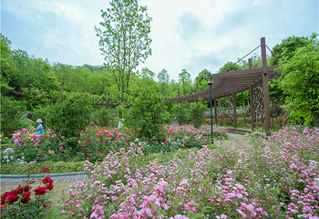 香山景区第 39 张图片