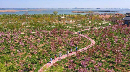 衡水湖旅游景区-樱花岛第 1 张图片