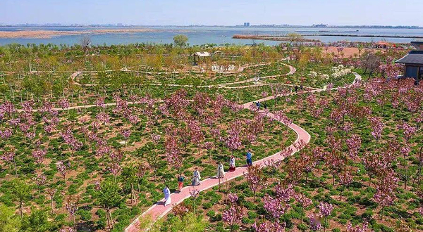 衡水湖旅游景区-樱花岛