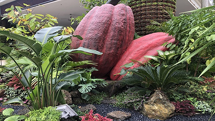 兴隆热带植物园第 55 张图片