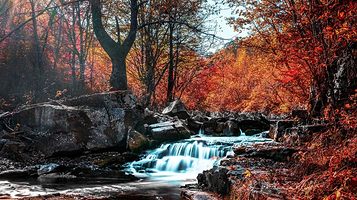 枫林谷森林公园