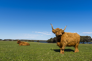 丘吉尔岛传统农场