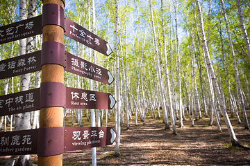 白桦林景区第 107 张图片