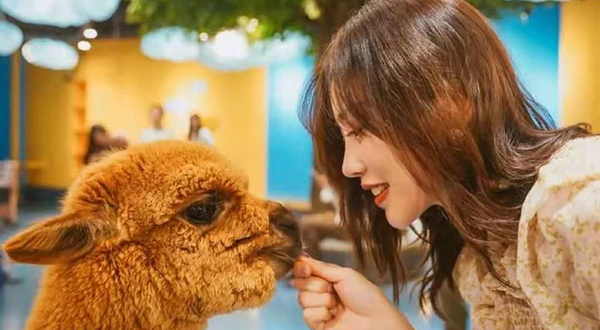 神兽羊驼主题馆猫咪博物馆(万达广场潍坊店)