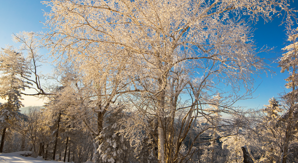 中国雪谷雾凇岭景区