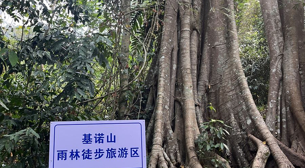 基诺山雨林徒步旅游区