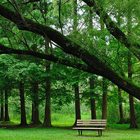 上海共青森林公园