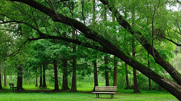 上海共青森林公园