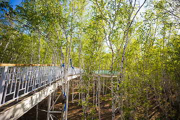 白桦林景区第 54 张图片