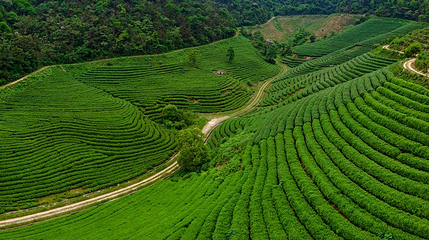 云湖茶博园第 1 张图片
