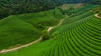 云湖茶博园第 2 张图片