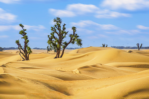 迪拜沙漠保护区