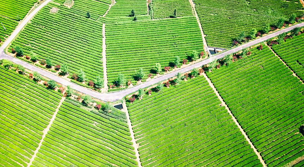 湖南省长沙县金井茶厂