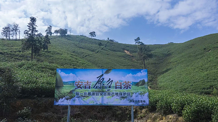 鲜小白安吉白茶第 6 张图片