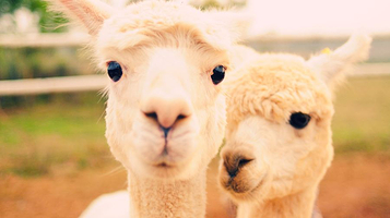 神兽•羊驼主题馆旗舰店（亲贤茂业馆）