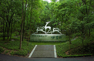 溪口杜鹃谷森林公园第 11 张图片