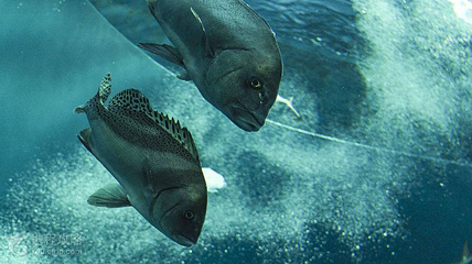 四国水族馆第 3 张图片